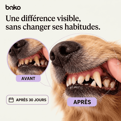 Bako Dental+™ — Additif dentaire pour chien, 200 ml