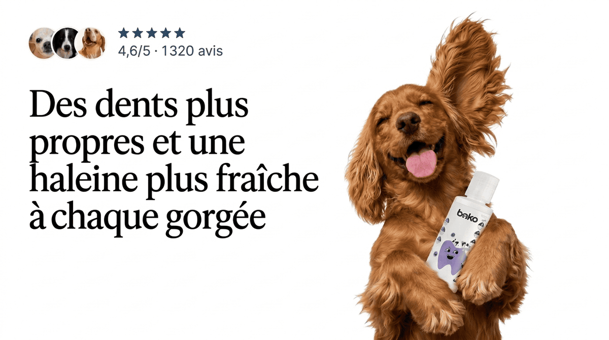 Un golden retriever détendu à côté du flacon Bako Dental+ dans une lumière chaude.